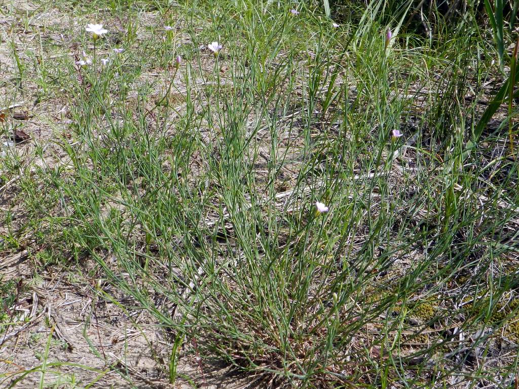 Spergularia sp. ? No, Petrorhagia saxifraga